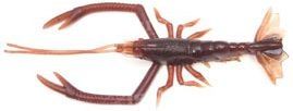 Силиконовая приманка VAGABOND V-ALIVE CRUST BUG 4.5"